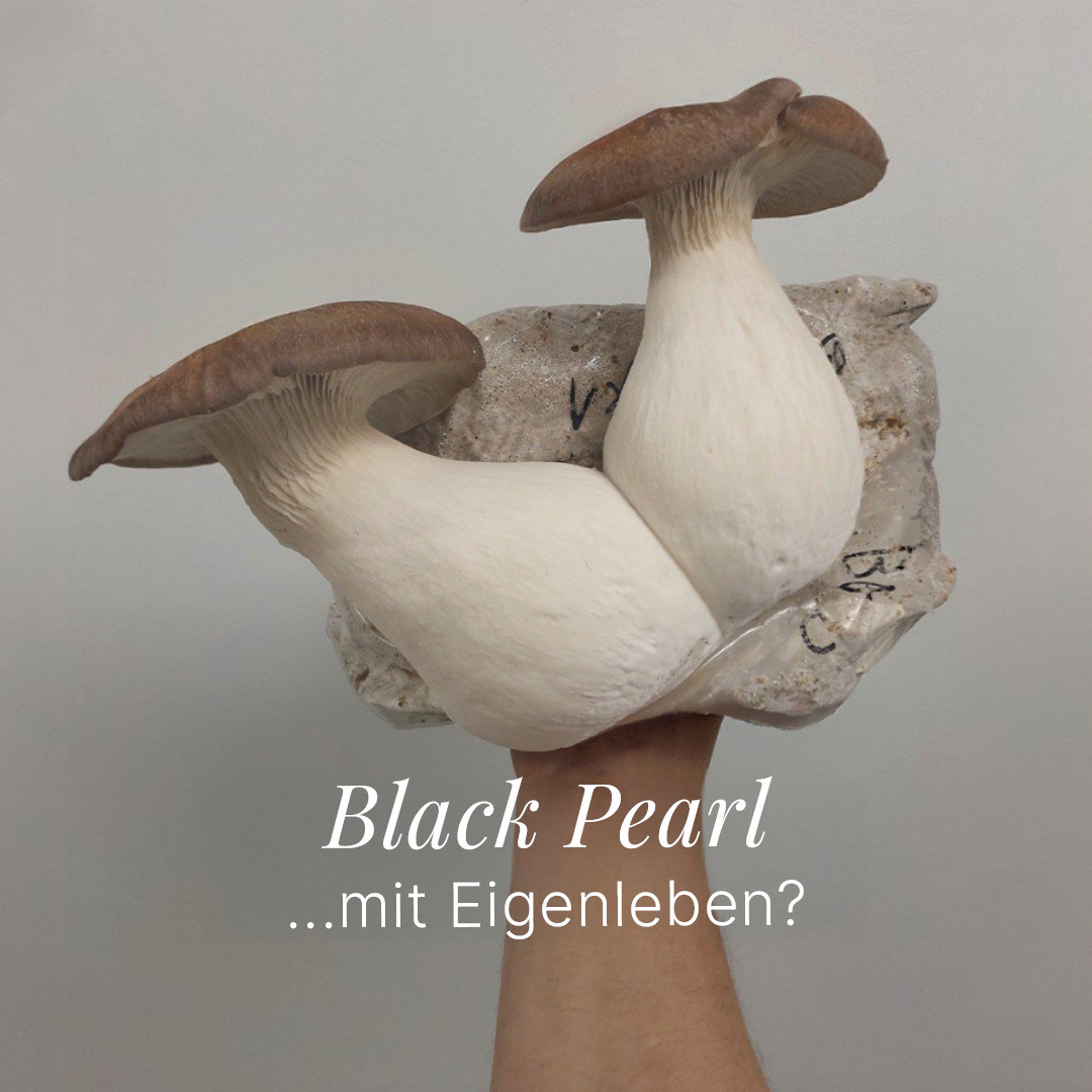 Black Pearl – Pilzquelle Instagram