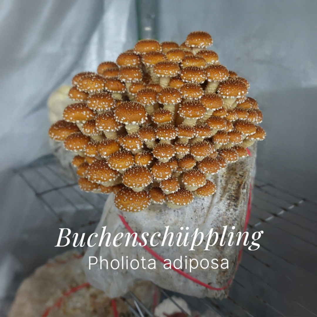 Buchenschüppling – Pilzquelle Instagram