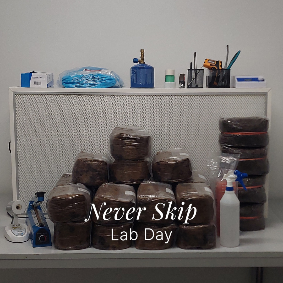 Lab Day – Pilzquelle Instagram