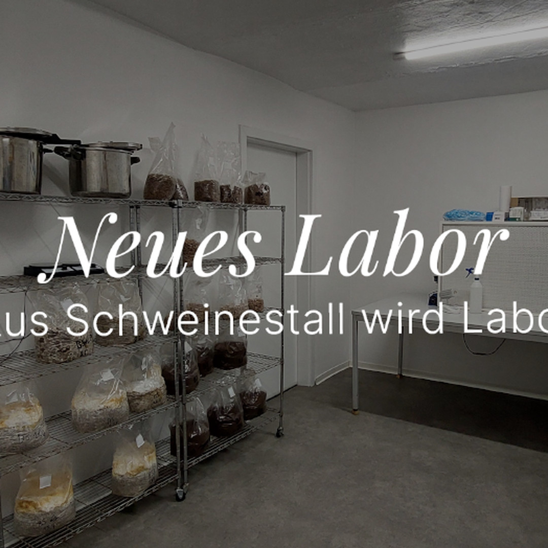 Neues Labor – Pilzquelle Instagram