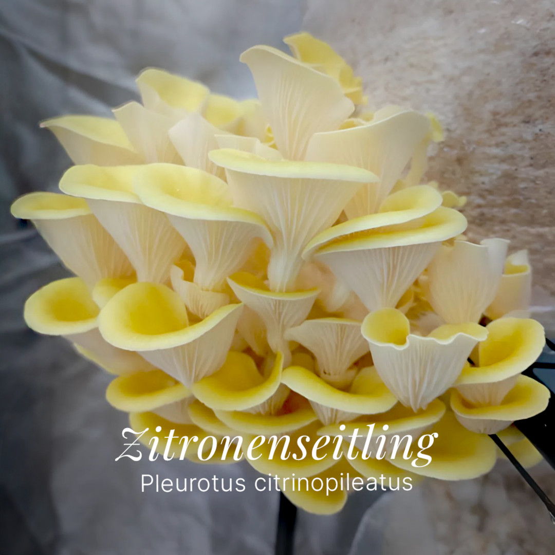 Zitronenseitling – Pilzquelle Instagram