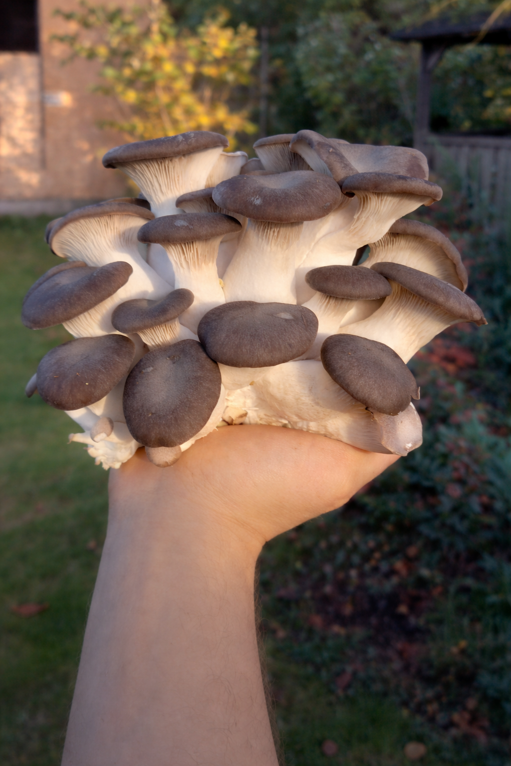 Schwarze Perl-Auster